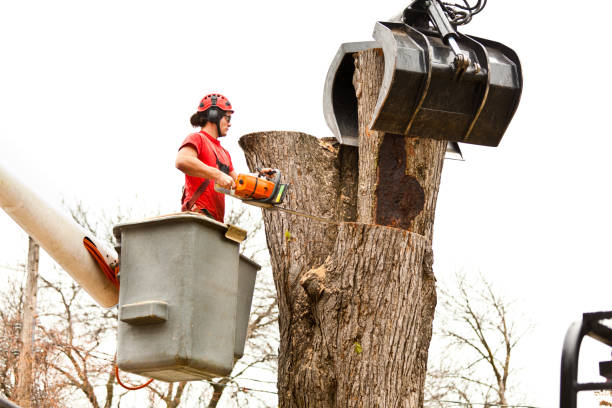 Best Tree Maintenance Programs  in Goulding, FL